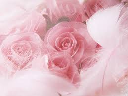 pinkl_roses_and_feathers.jpg